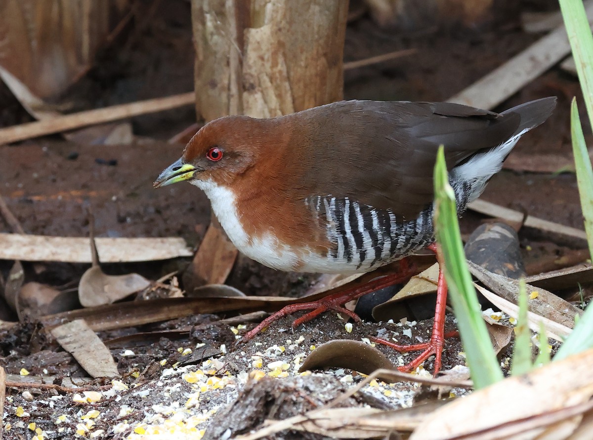 Погонич біловолий - ML646263174