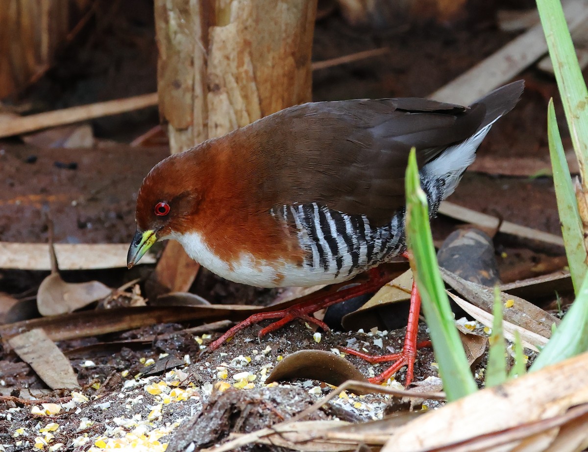 Погонич біловолий - ML646263175