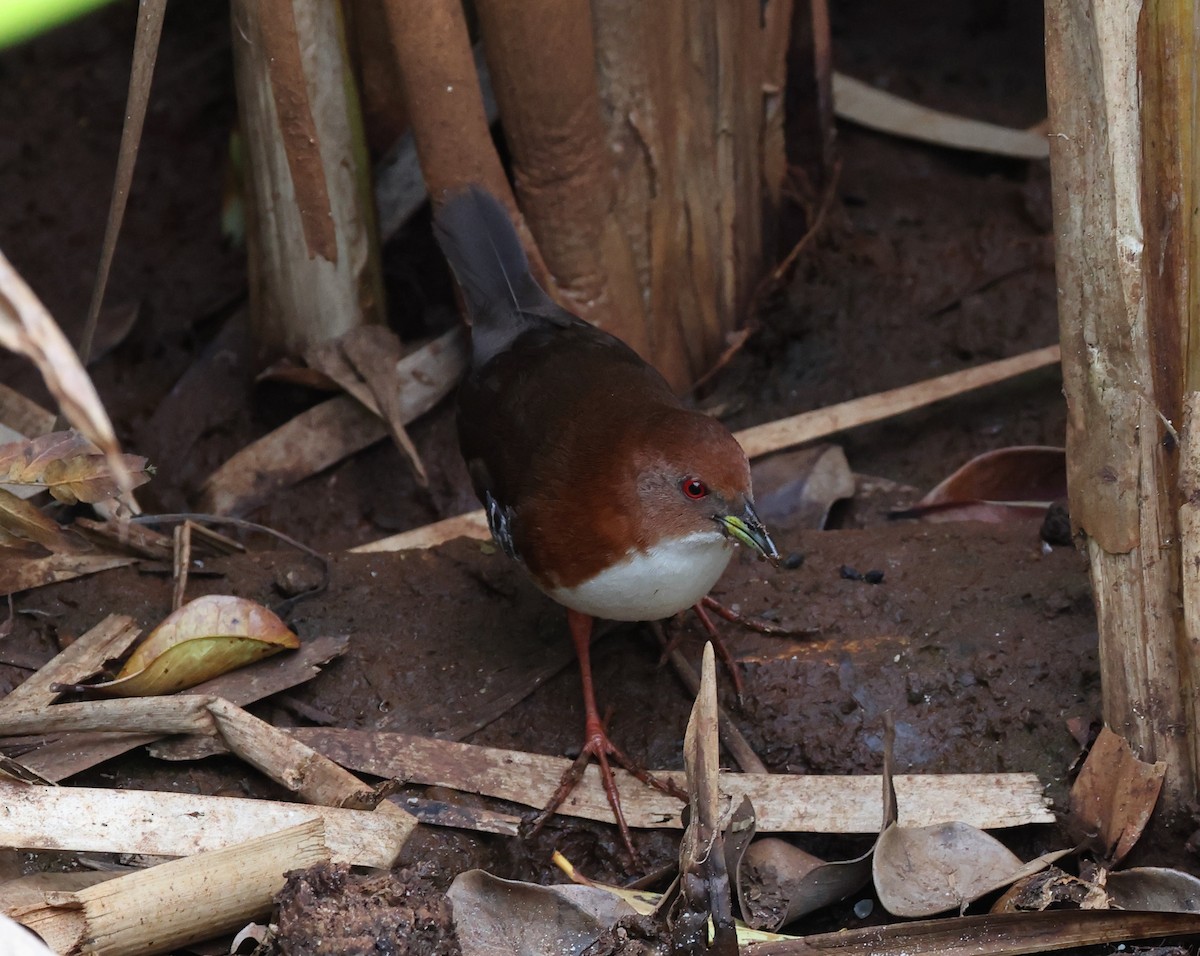 Погонич біловолий - ML646263176
