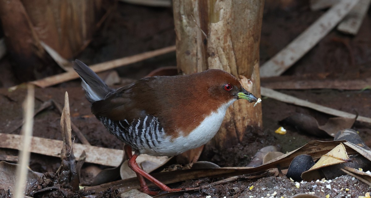 Погонич біловолий - ML646263177