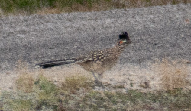 Таязура-подорожник каліфорнійська - ML646263178