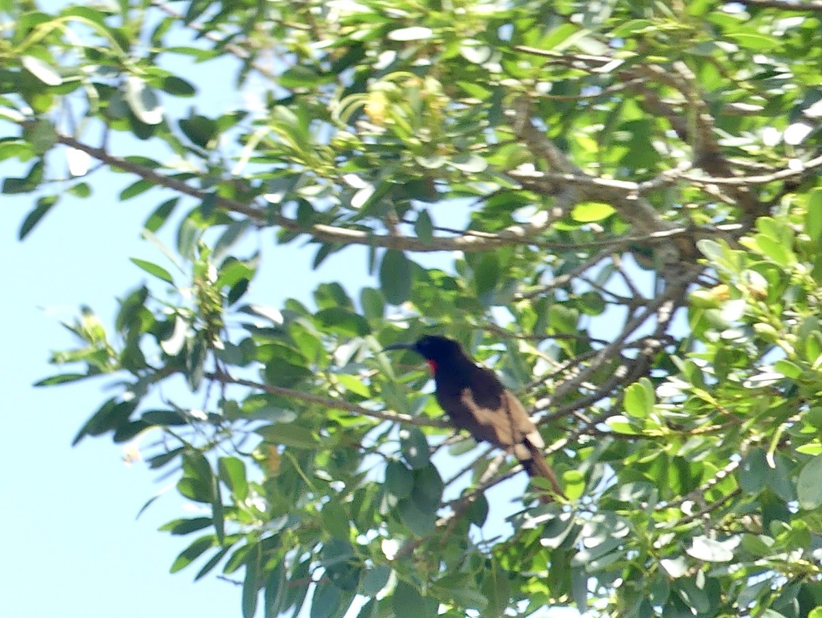 Нектарець червоноволий - ML646263179