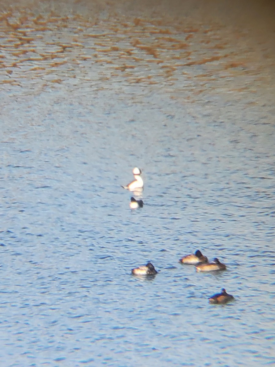 Гоголь малий - ML646263180