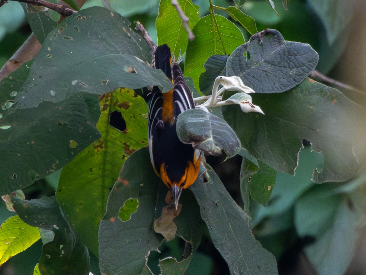 Трупіал пальмовий - ML646263181