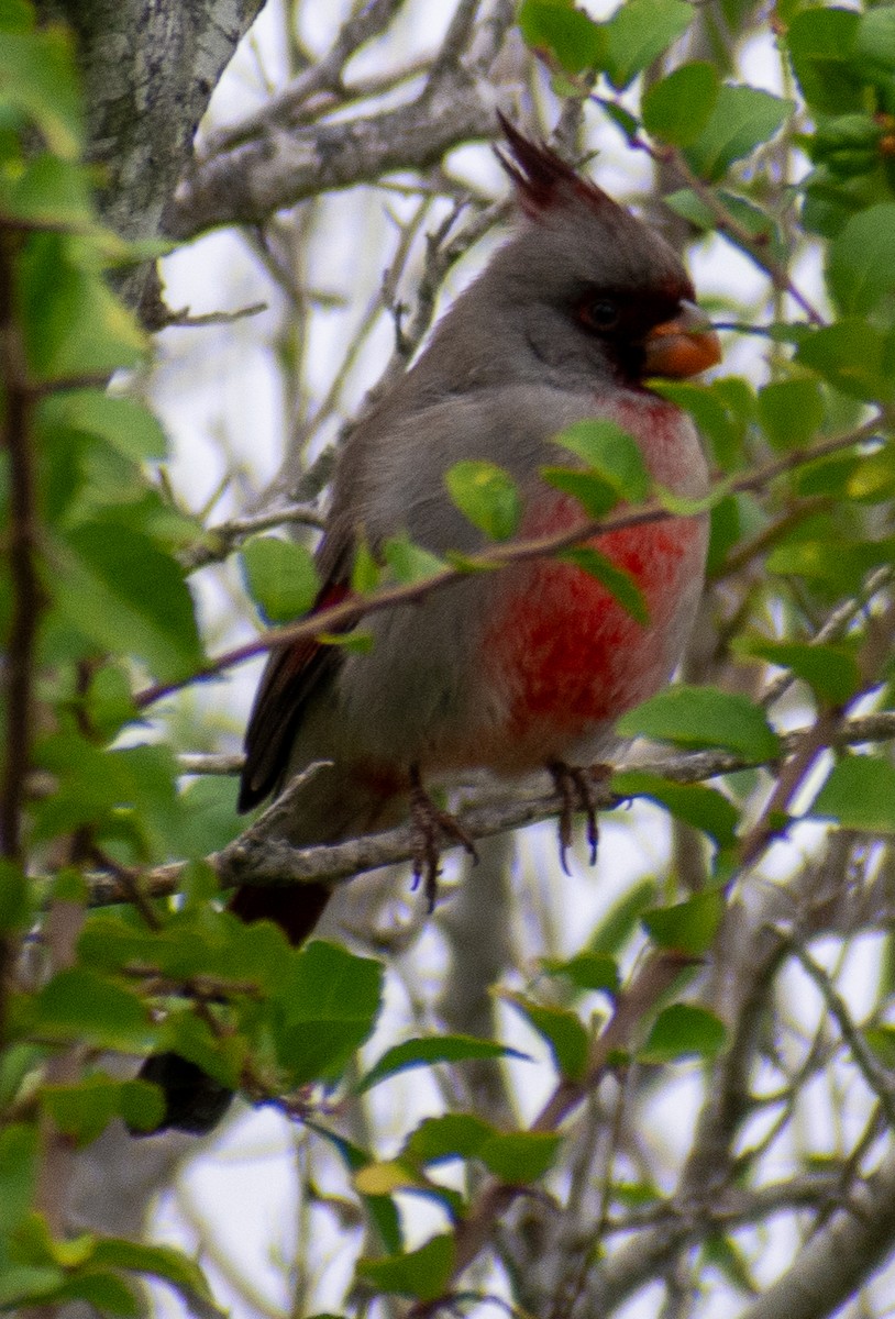 Кардинал червоногорлий - ML646263183