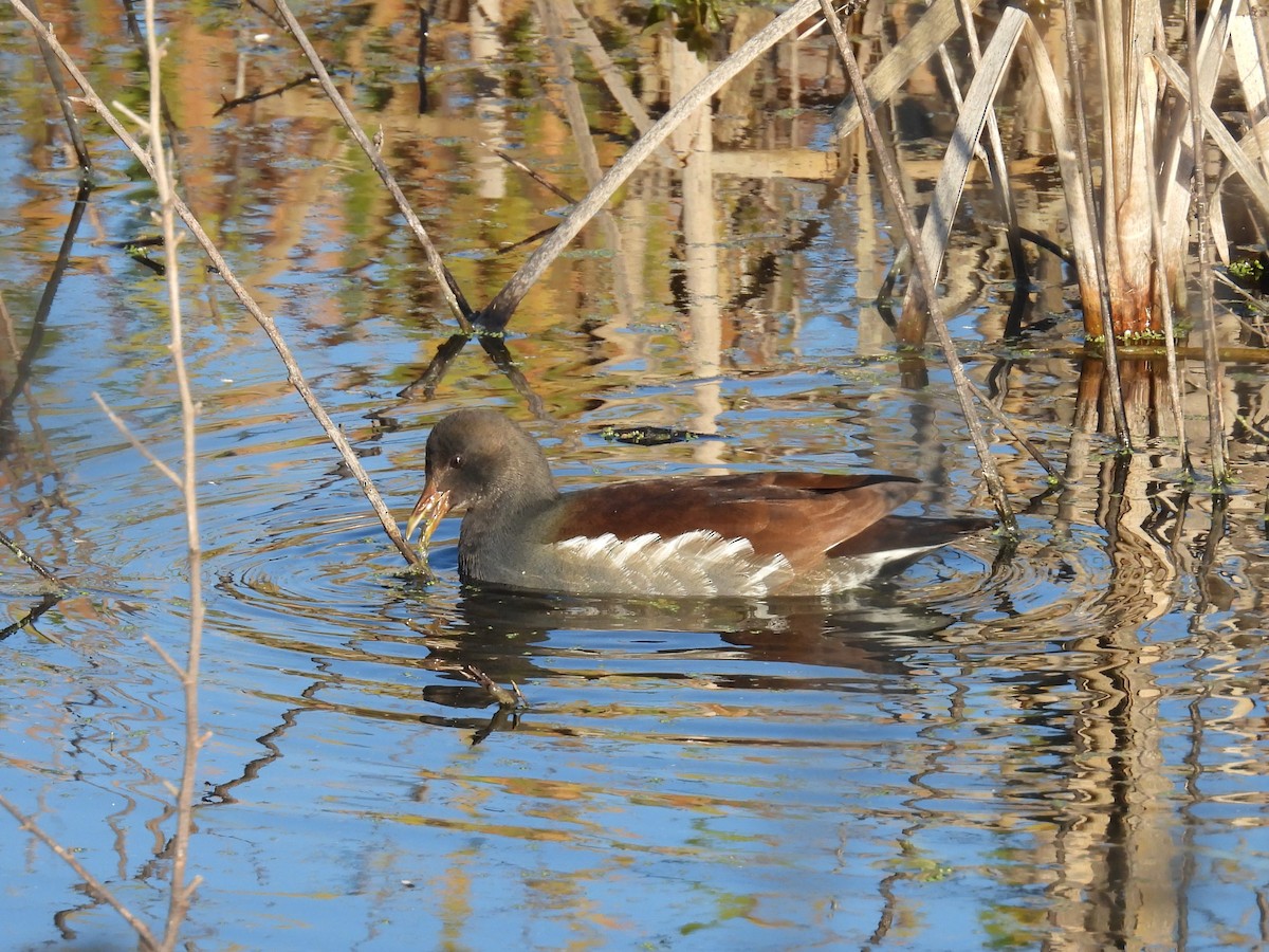 Amerikateichhuhn - ML646263187