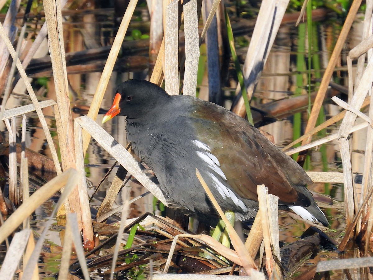 Amerikateichhuhn - ML646263188