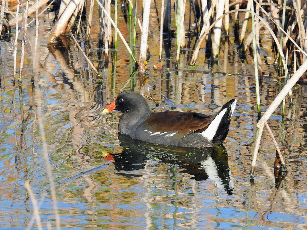Amerikateichhuhn - ML646263190