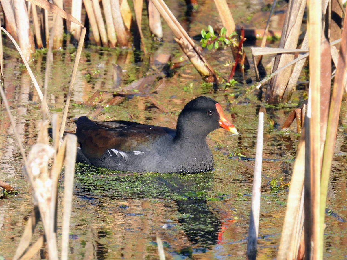 Amerikateichhuhn - ML646263191
