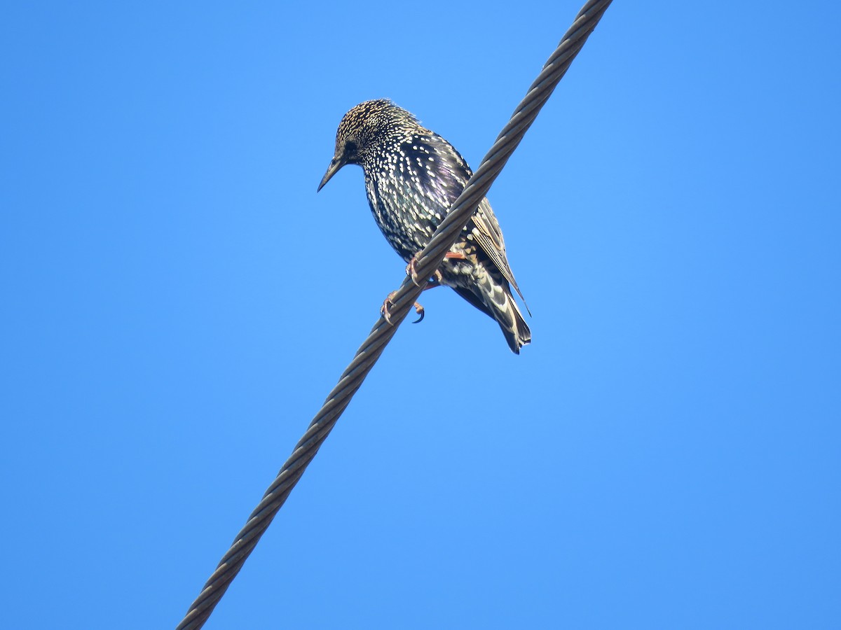 European Starling - ML646263192