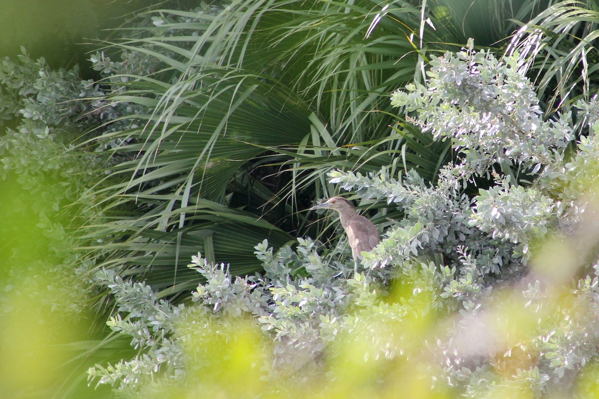 Black-crowned Night Heron - ML646263201