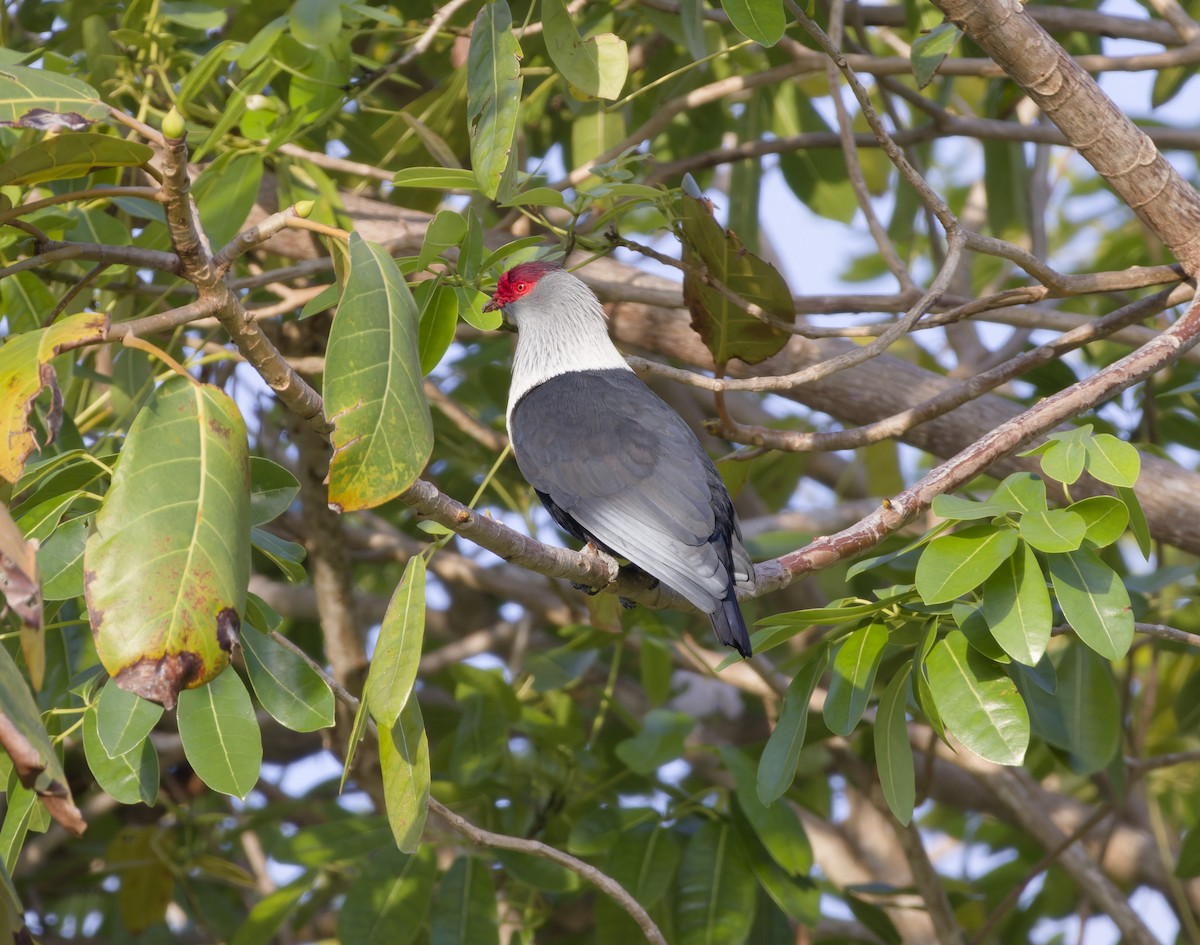 Seychelles Blue-Pigeon - ML646263202