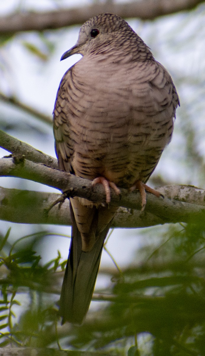 Inca Dove - ML646263204