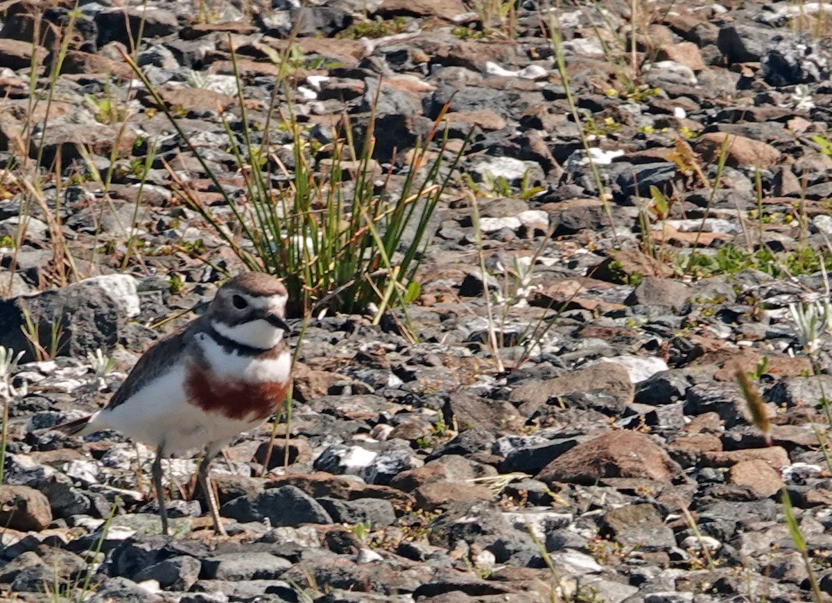 Double-banded Plover - ML646263207