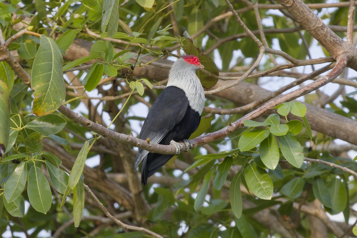 Seychelles Blue-Pigeon - ML646263210