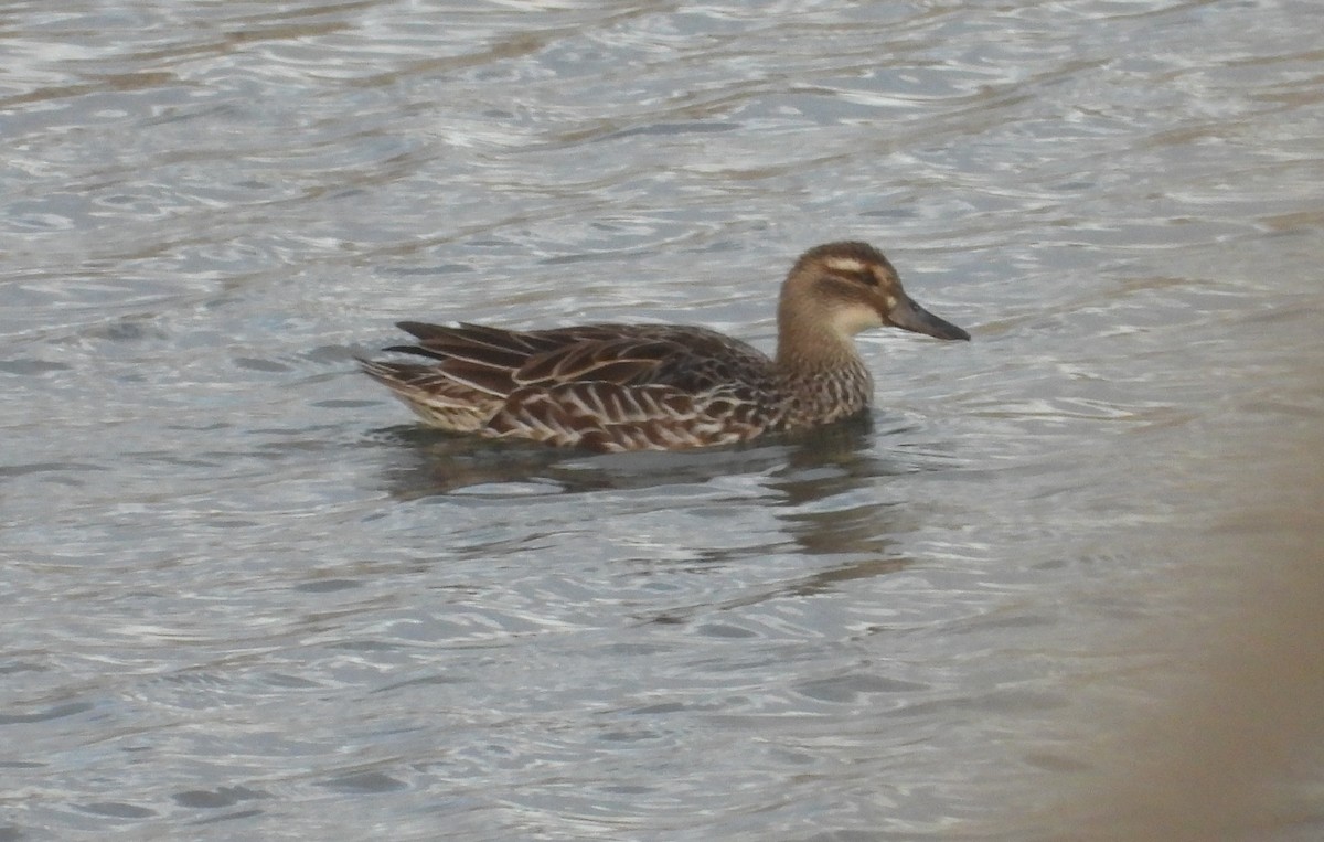 Garganey - ML646263211