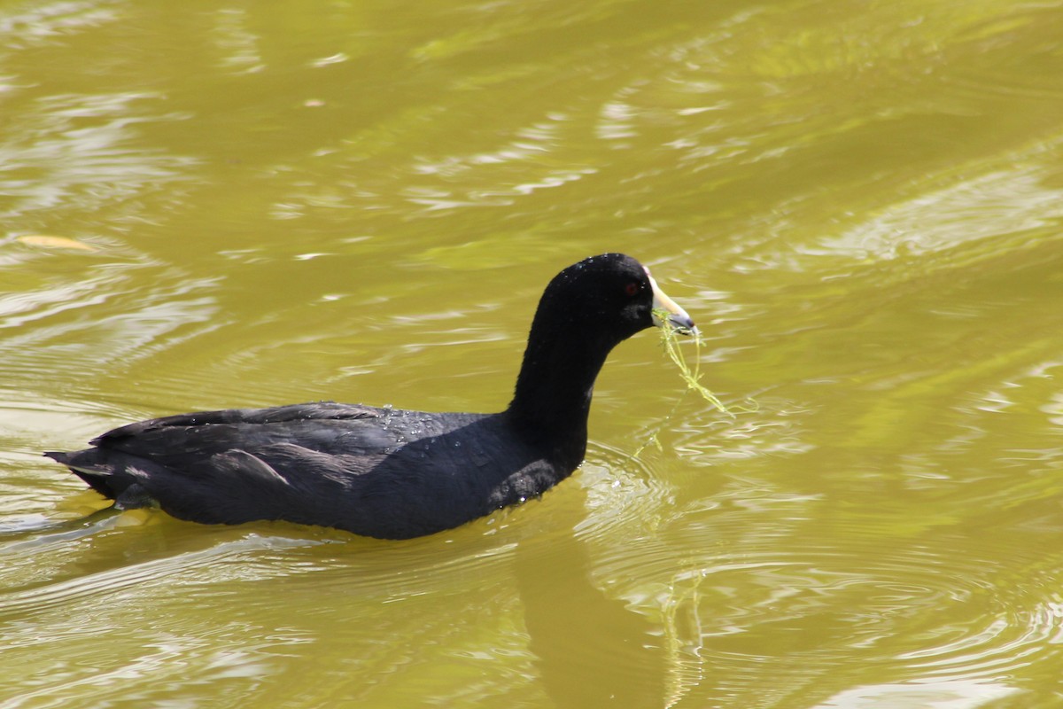 American Coot - ML646263213