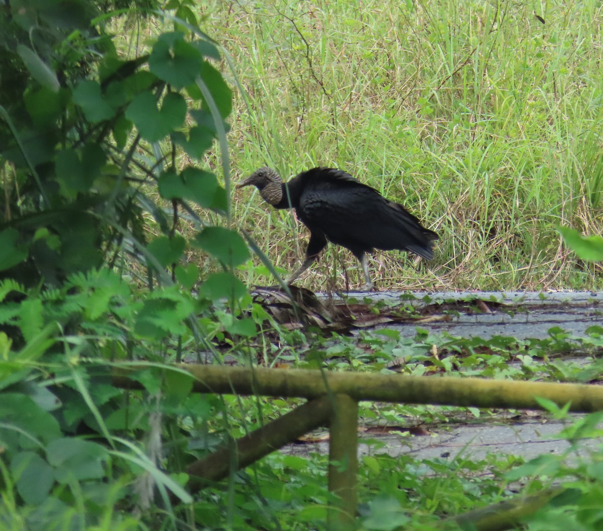 kondor havranovitý - ML646263214