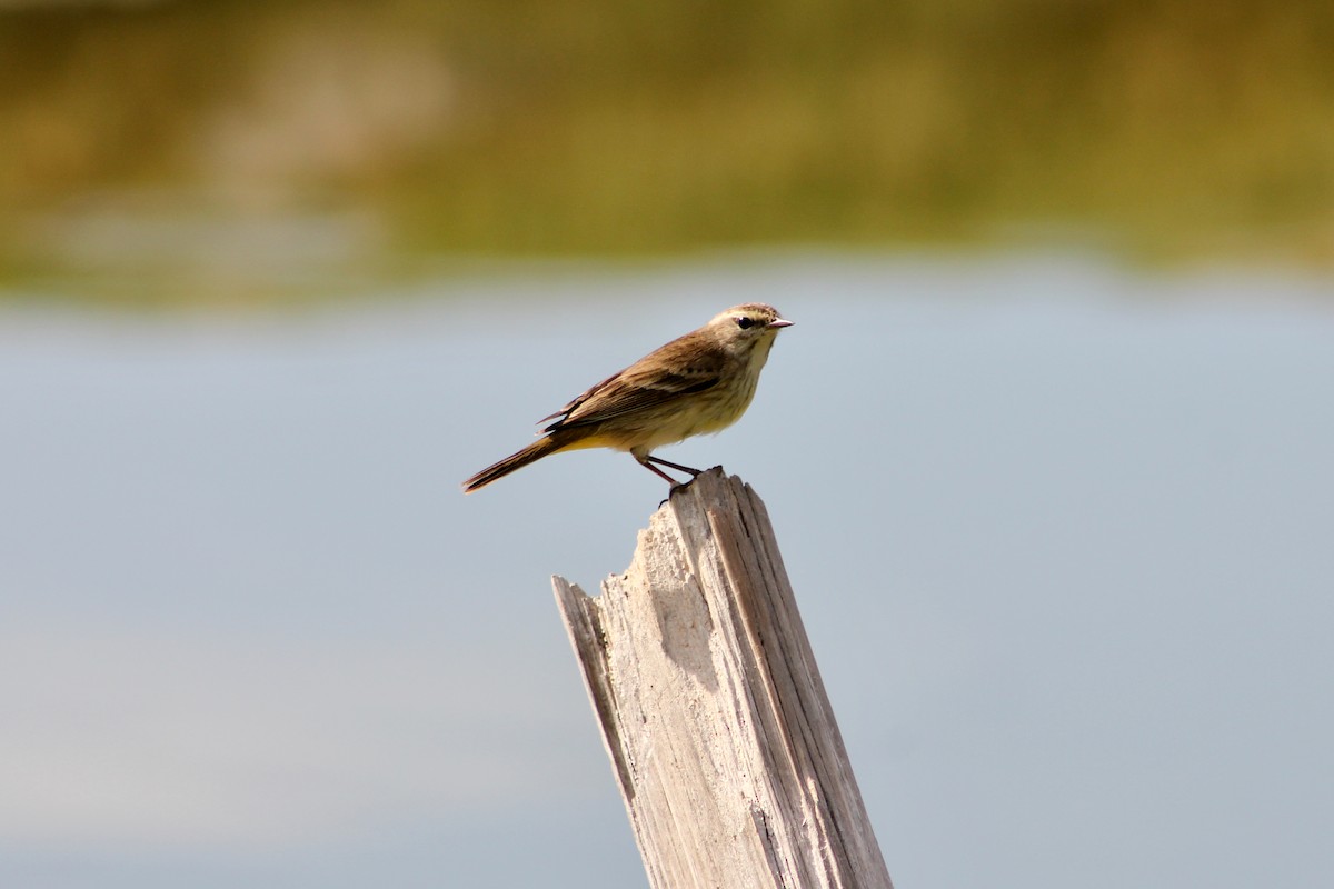 Palm Warbler - ML646263229
