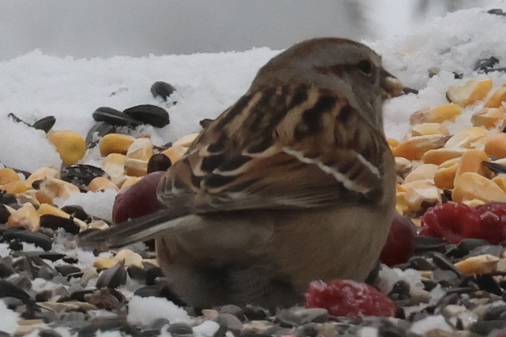 ムナフヒメドリ - ML646263231