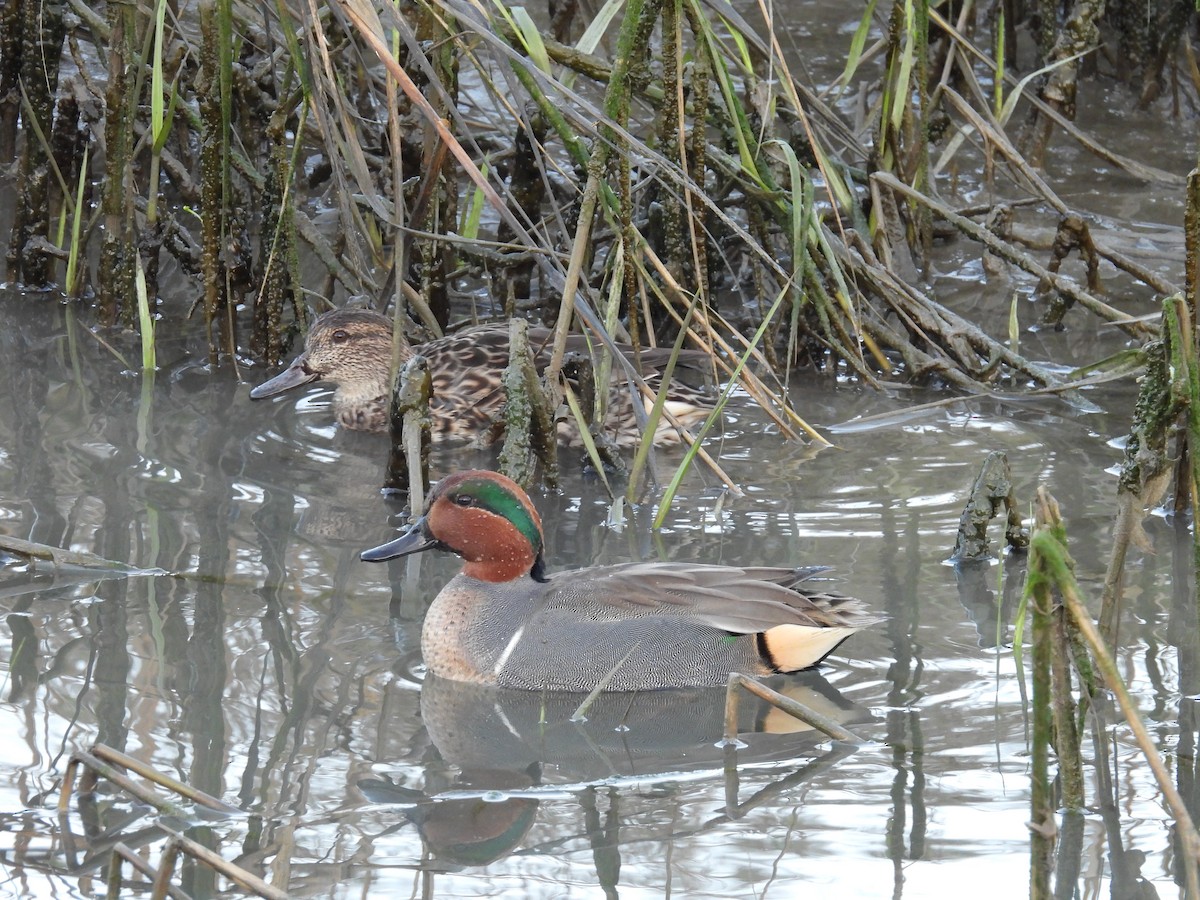 Green-winged Teal (American) - ML646263232