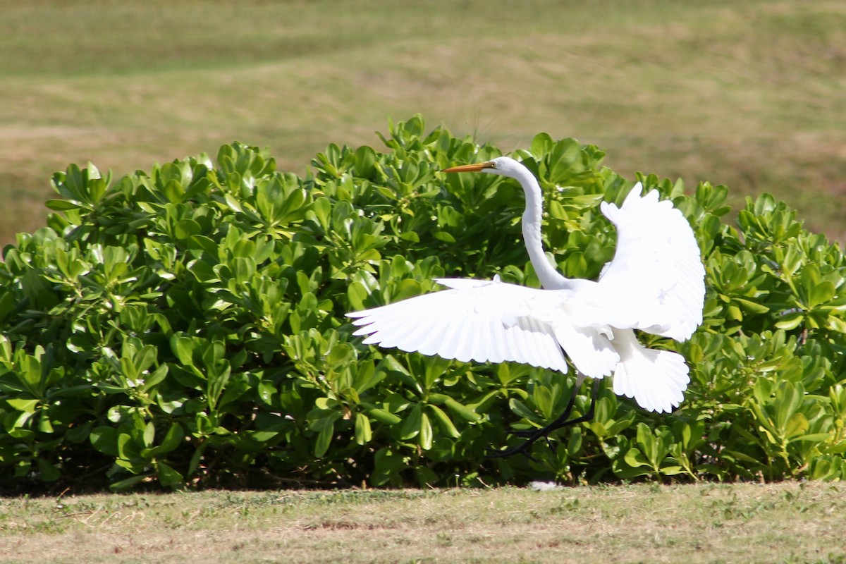 Great Egret - ML646263233