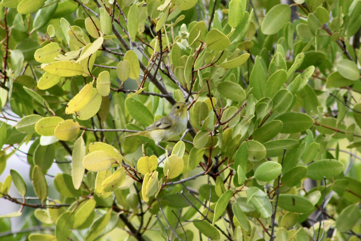 Mangrove Yellow Warbler (Greater Antillean) - ML646263247