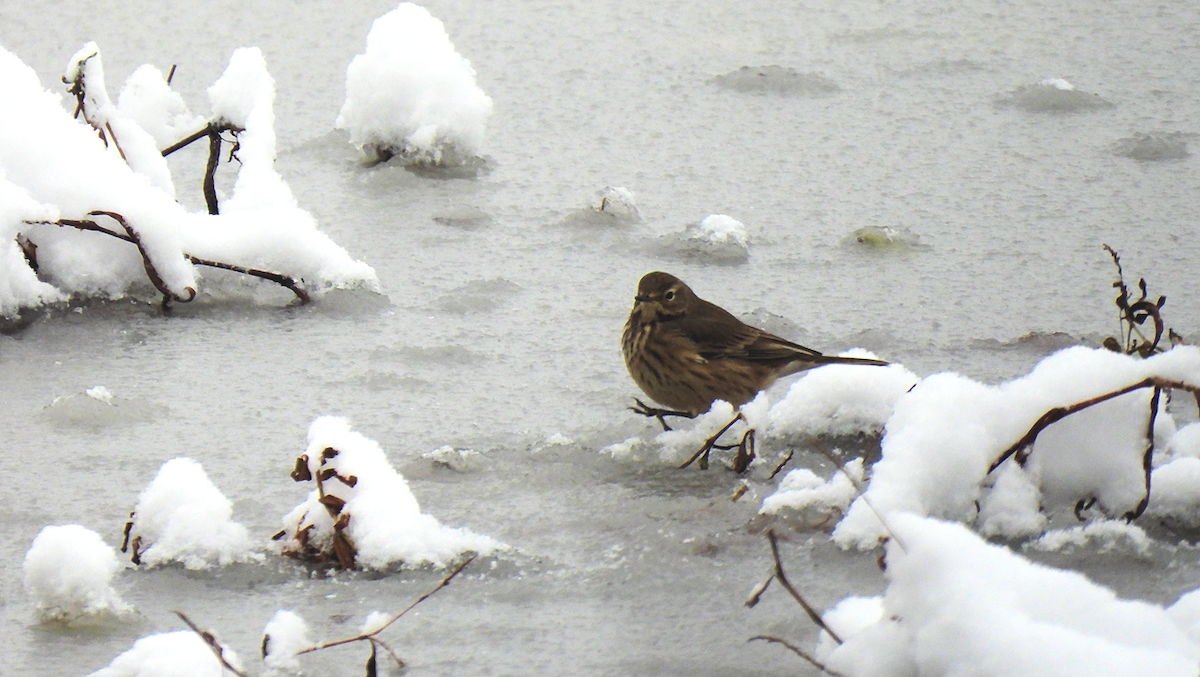 American Pipit - ML646263248