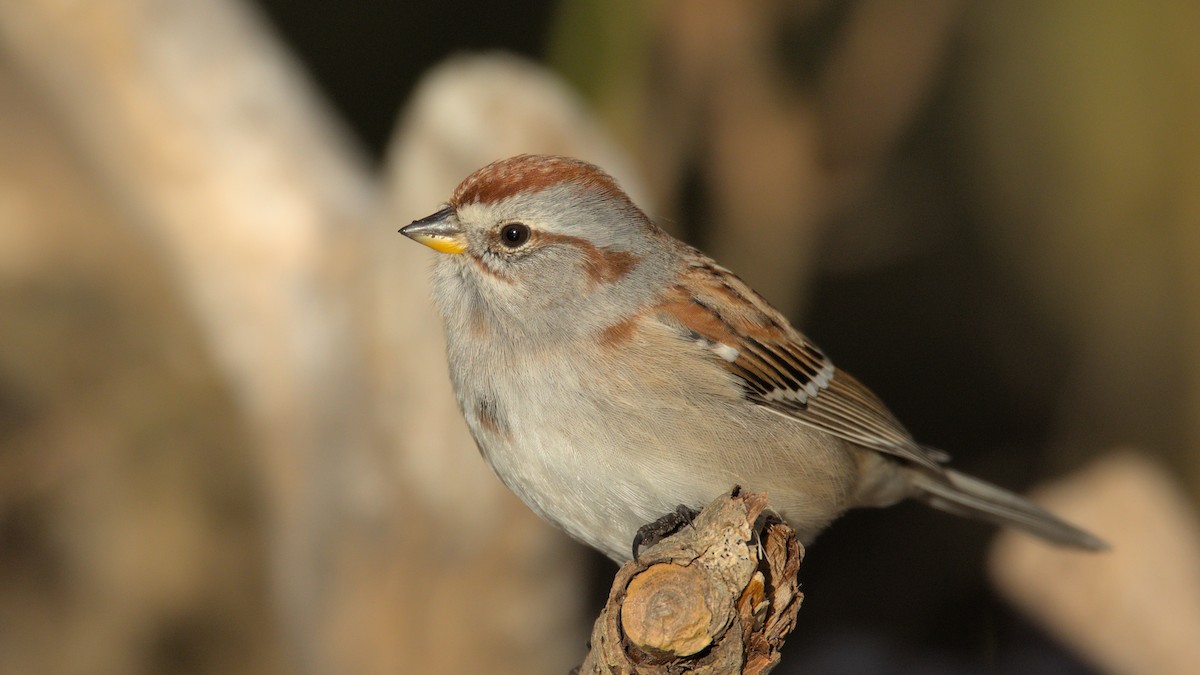 ムナフヒメドリ - ML646263249