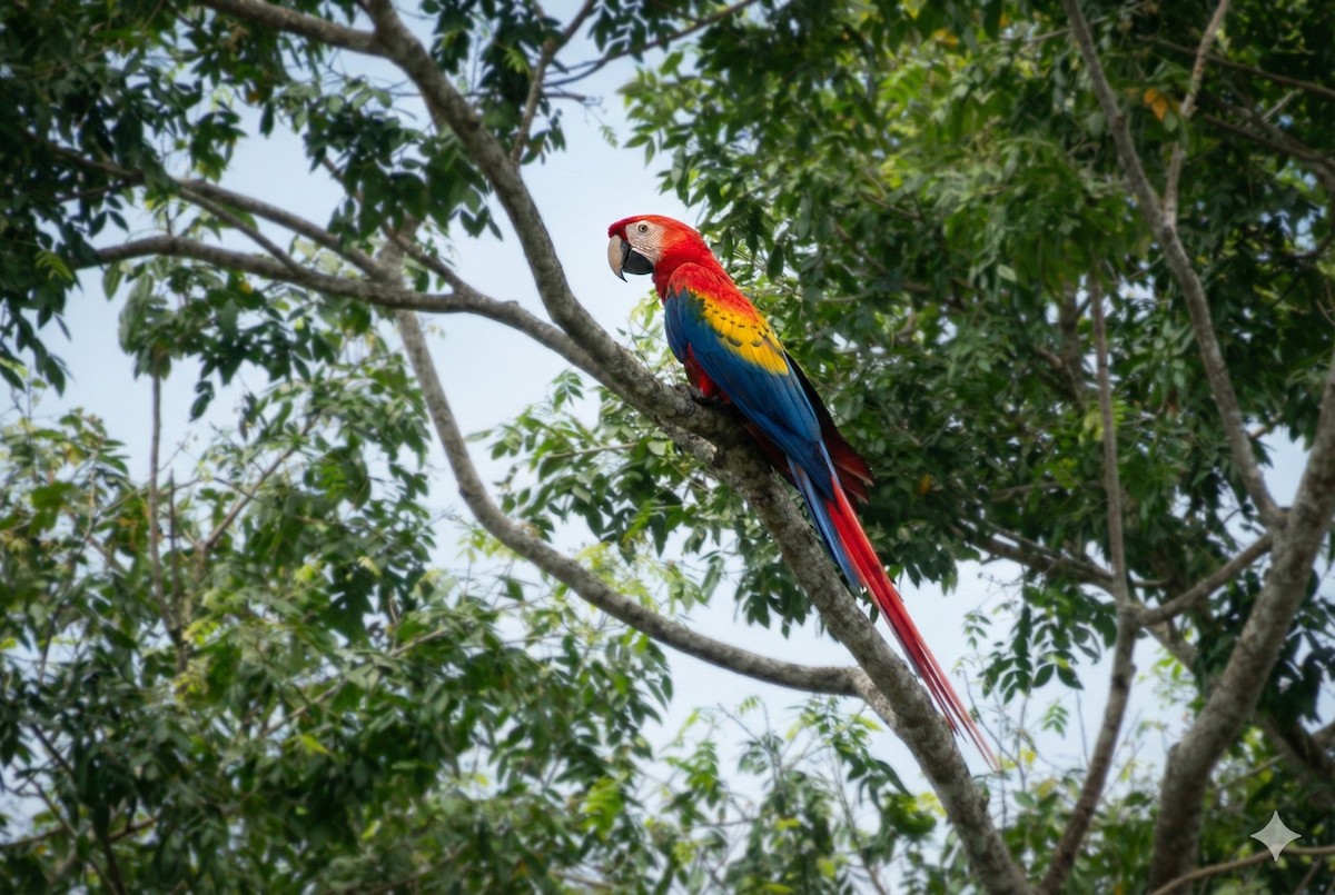 Scarlet Macaw - ML646263250