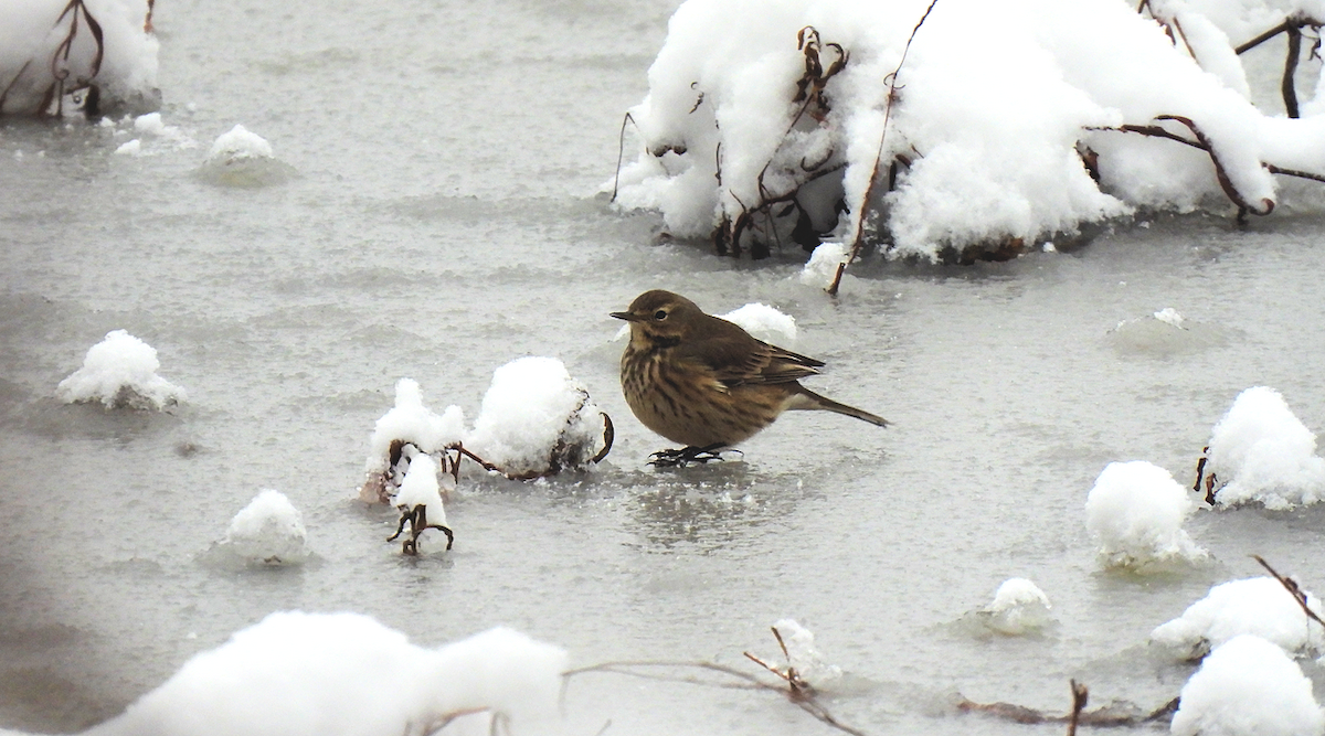 American Pipit - ML646263254