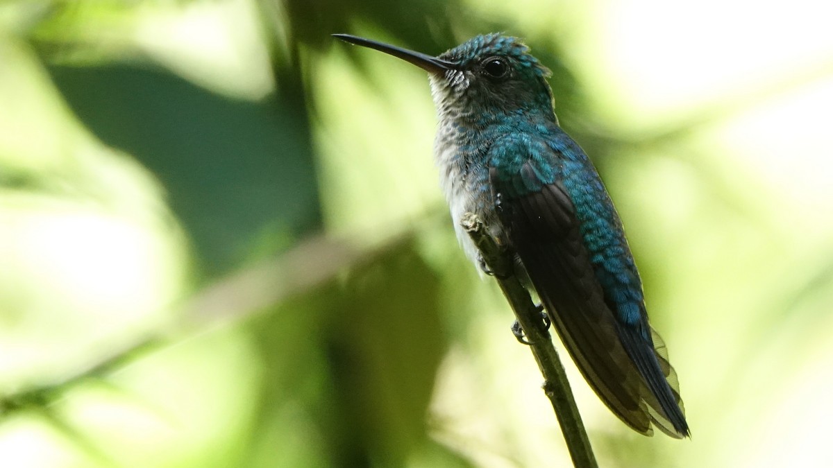 Blue-chinned Sapphire - ML646263263