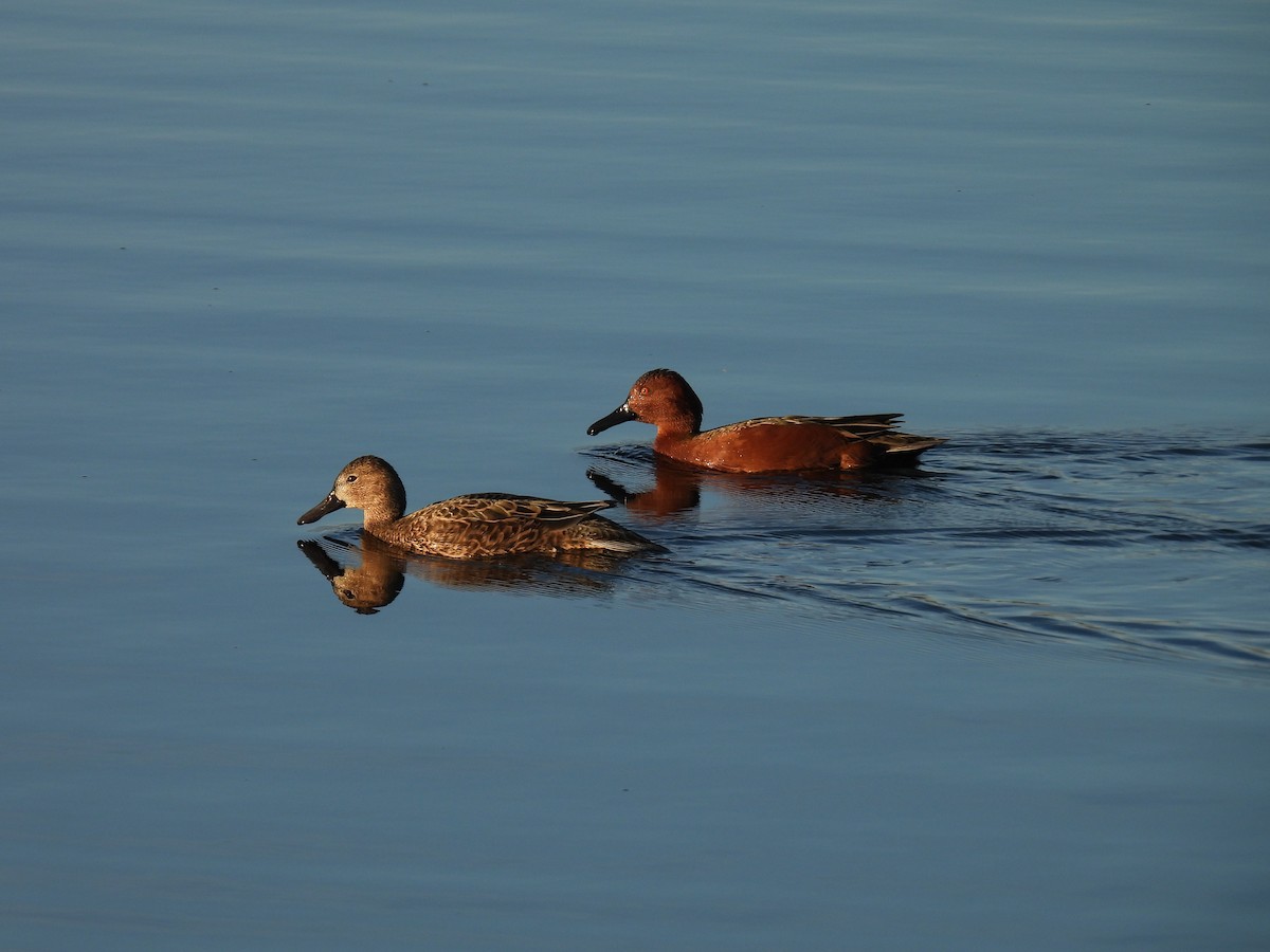 Cinnamon Teal - ML646263264