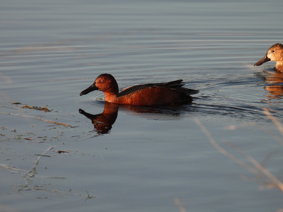Cinnamon Teal - ML646263265