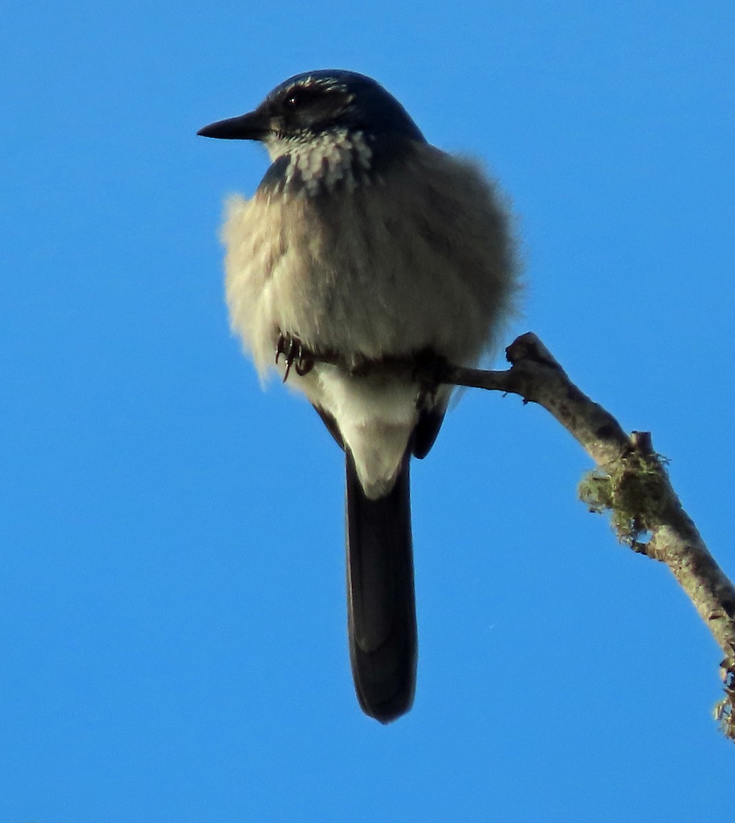 California Scrub-Jay - ML646263275