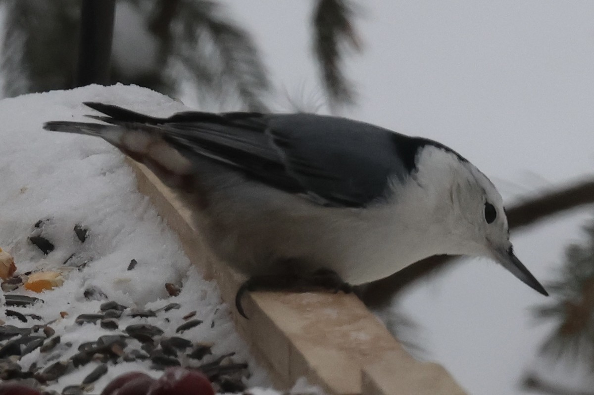 White-breasted Nuthatch - ML646263279