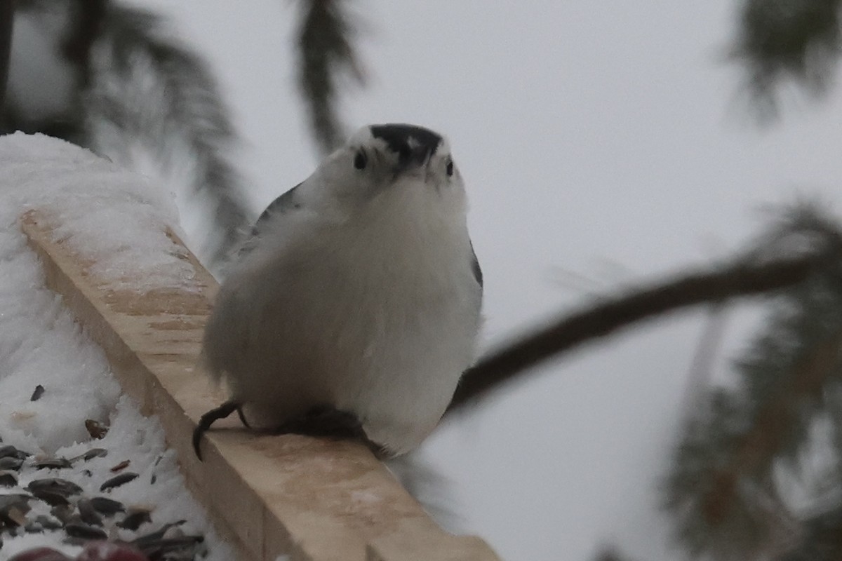 White-breasted Nuthatch - ML646263280