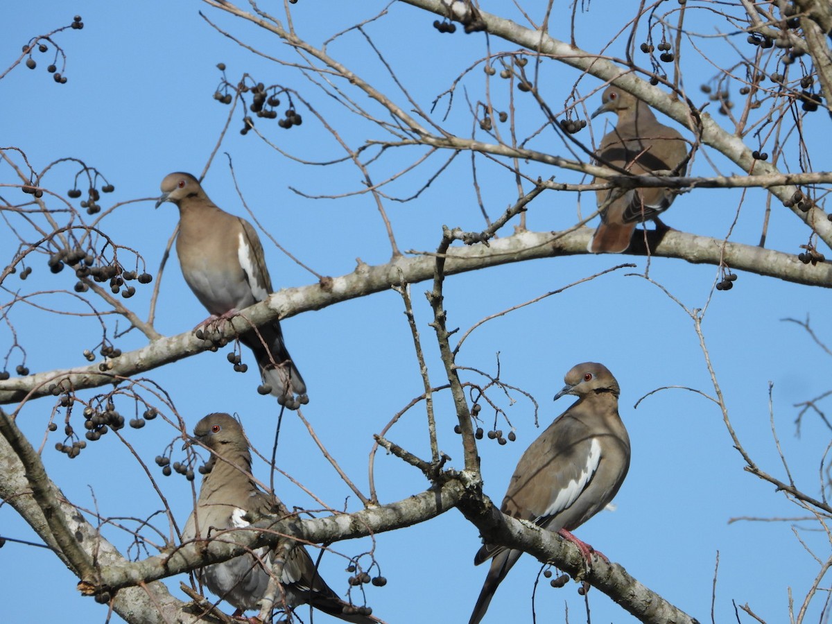 White-winged Dove - ML646263293