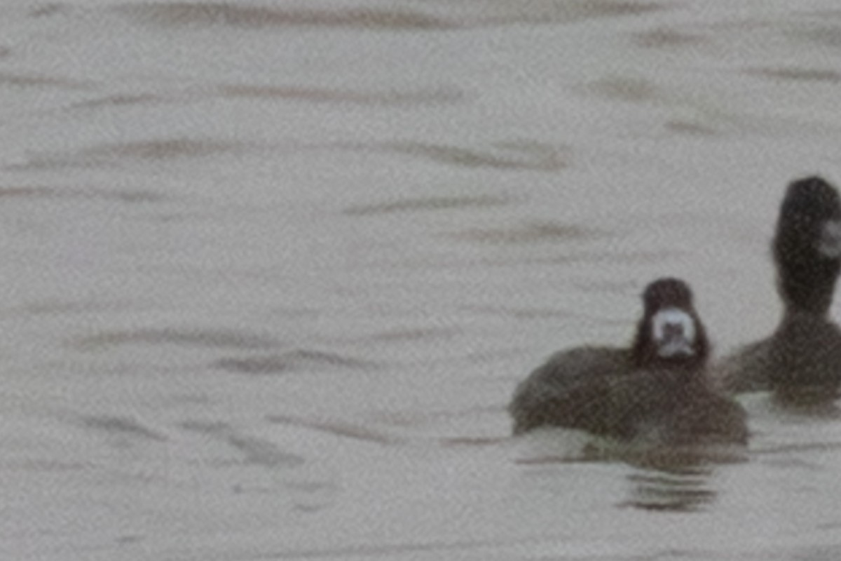 Greater/Lesser Scaup - ML646263296