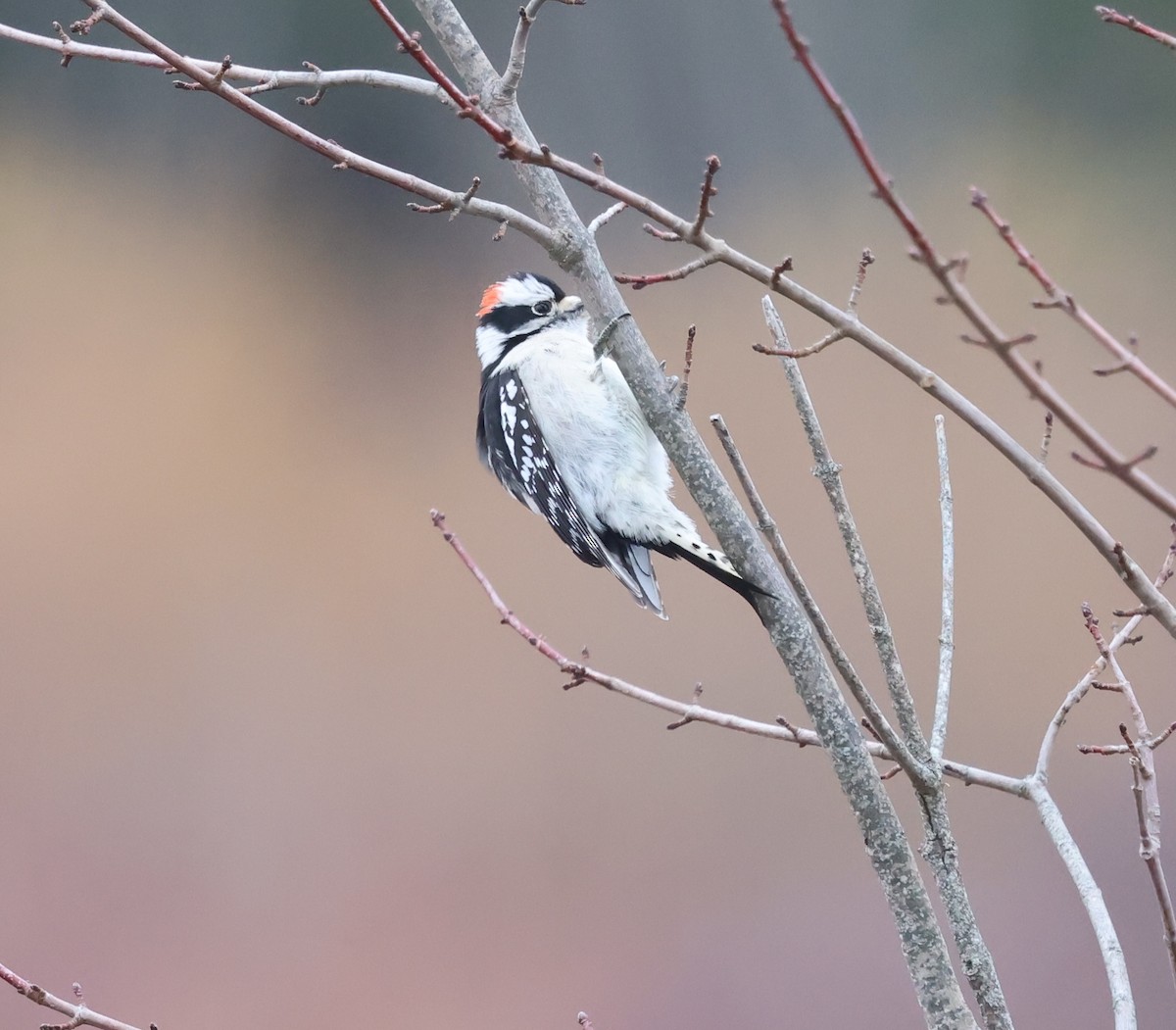 Downy Woodpecker - ML646263301