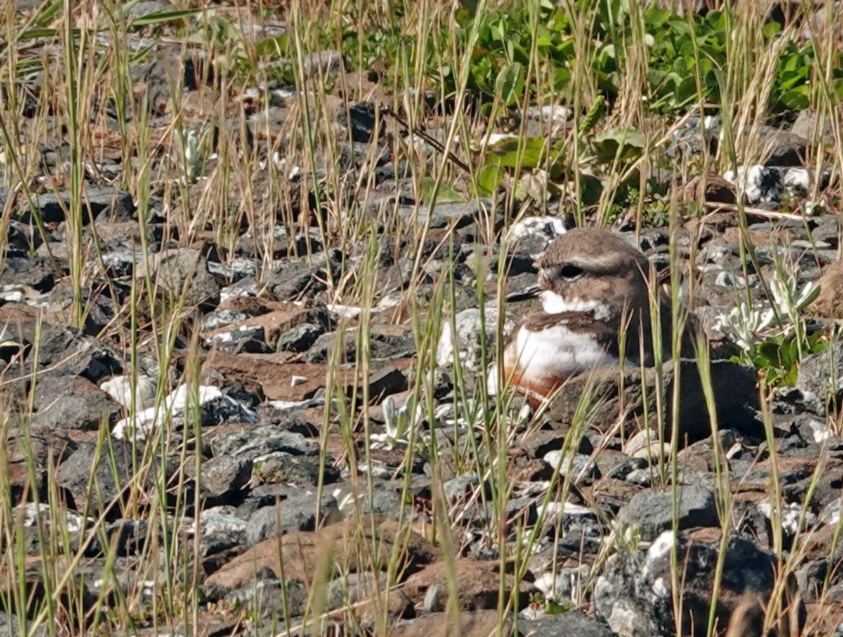 Double-banded Plover - ML646263303