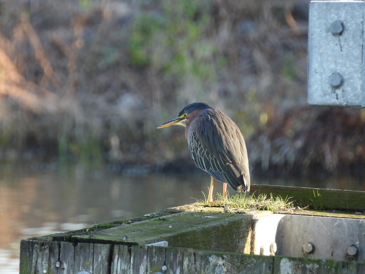 Green Heron - ML646263305