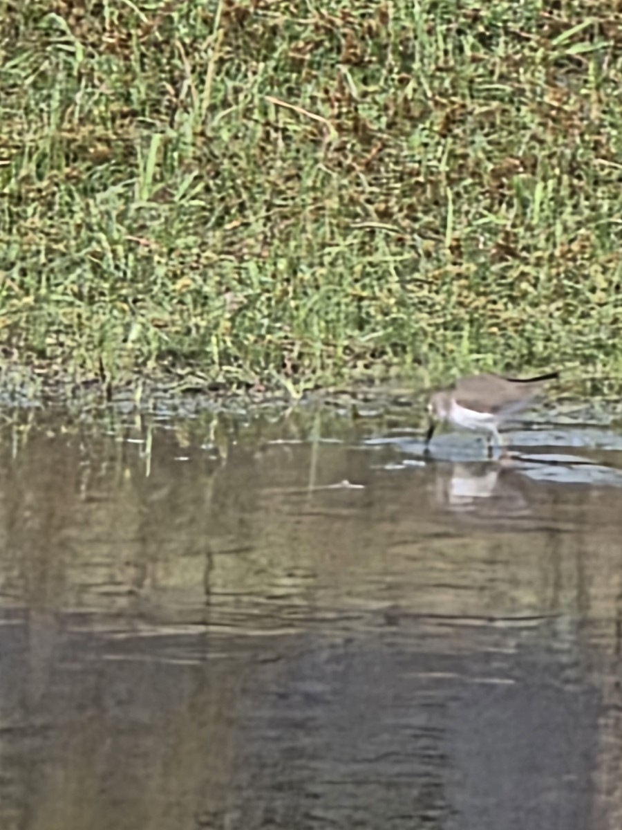 Kuliska bakartia - ML646263308