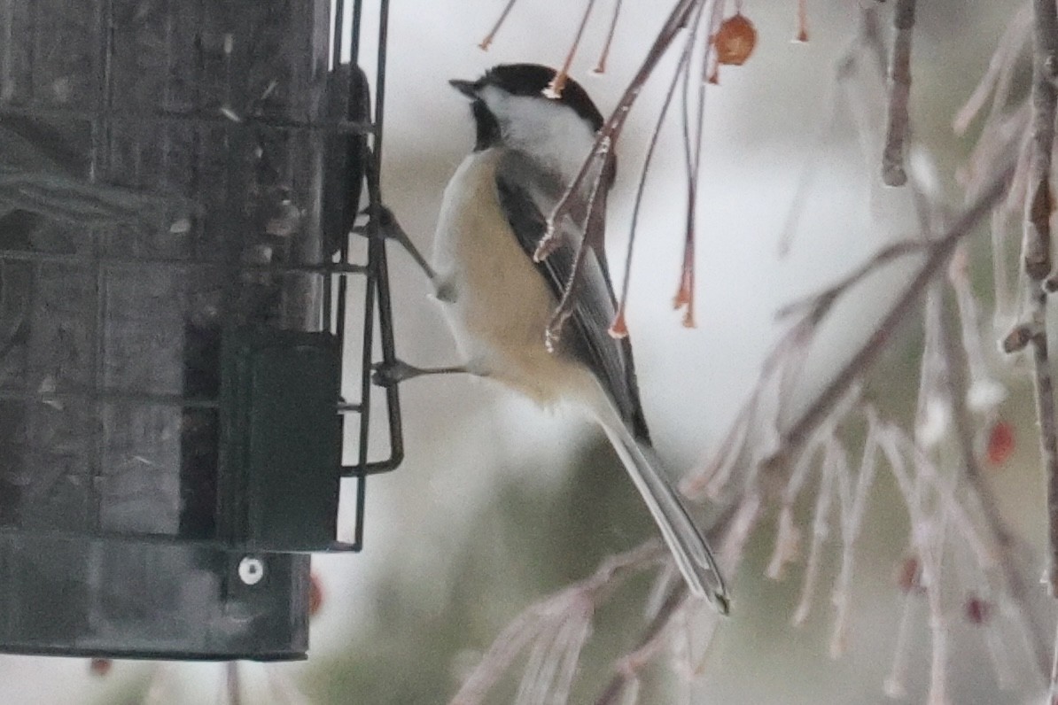 Black-capped Chickadee - ML646263309