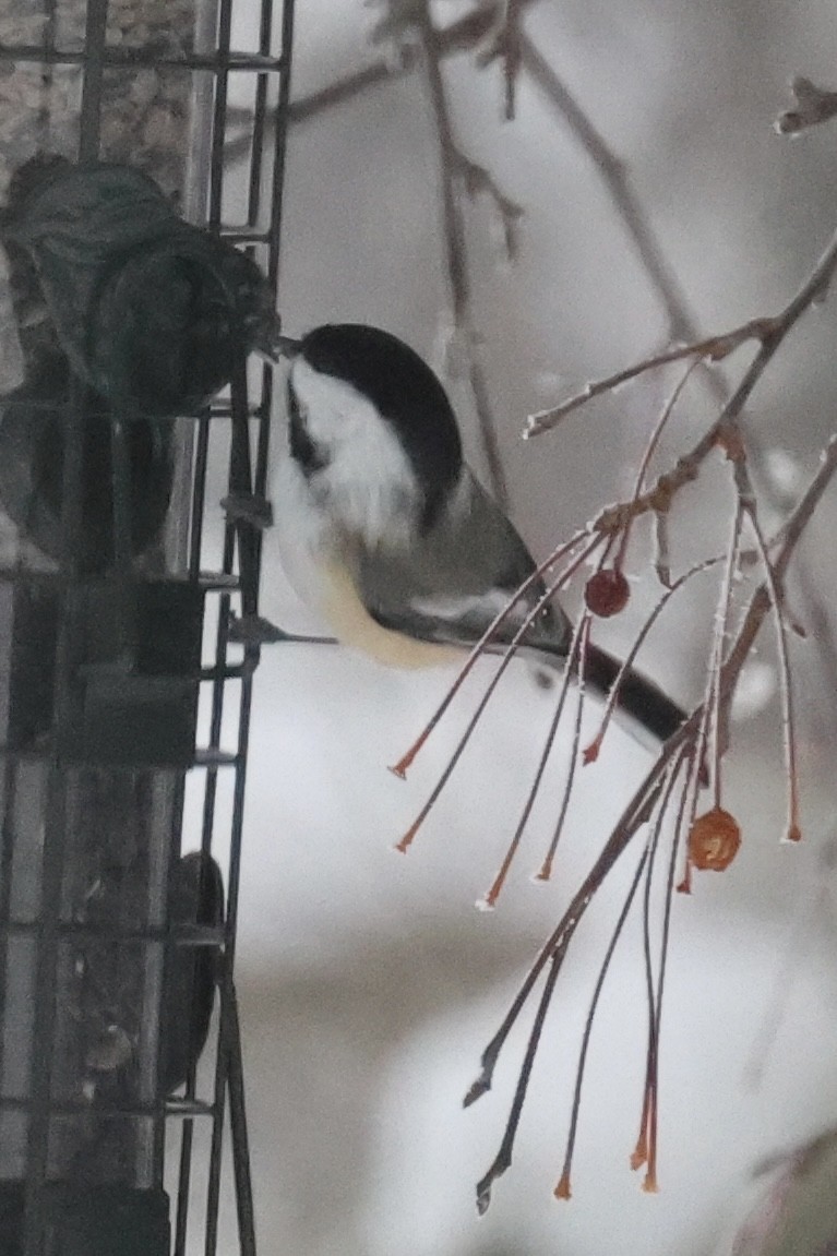 Black-capped Chickadee - ML646263310