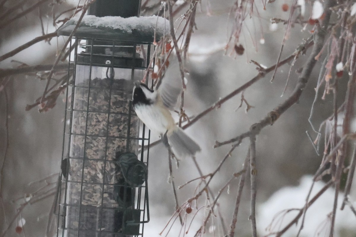 Black-capped Chickadee - ML646263311