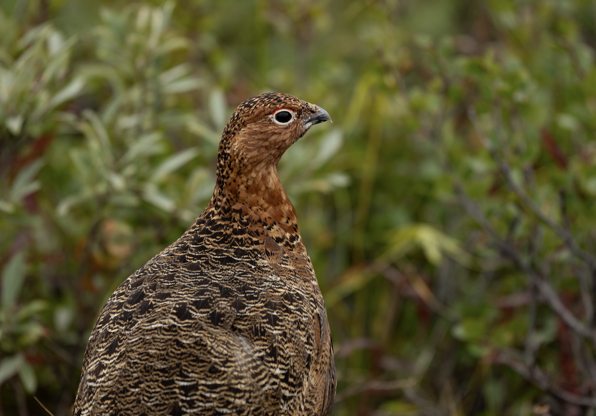 Rock Ptarmigan - ML646263314