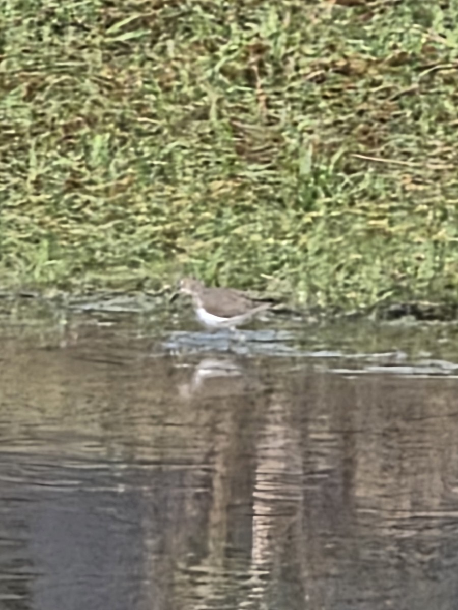 Kuliska bakartia - ML646263315