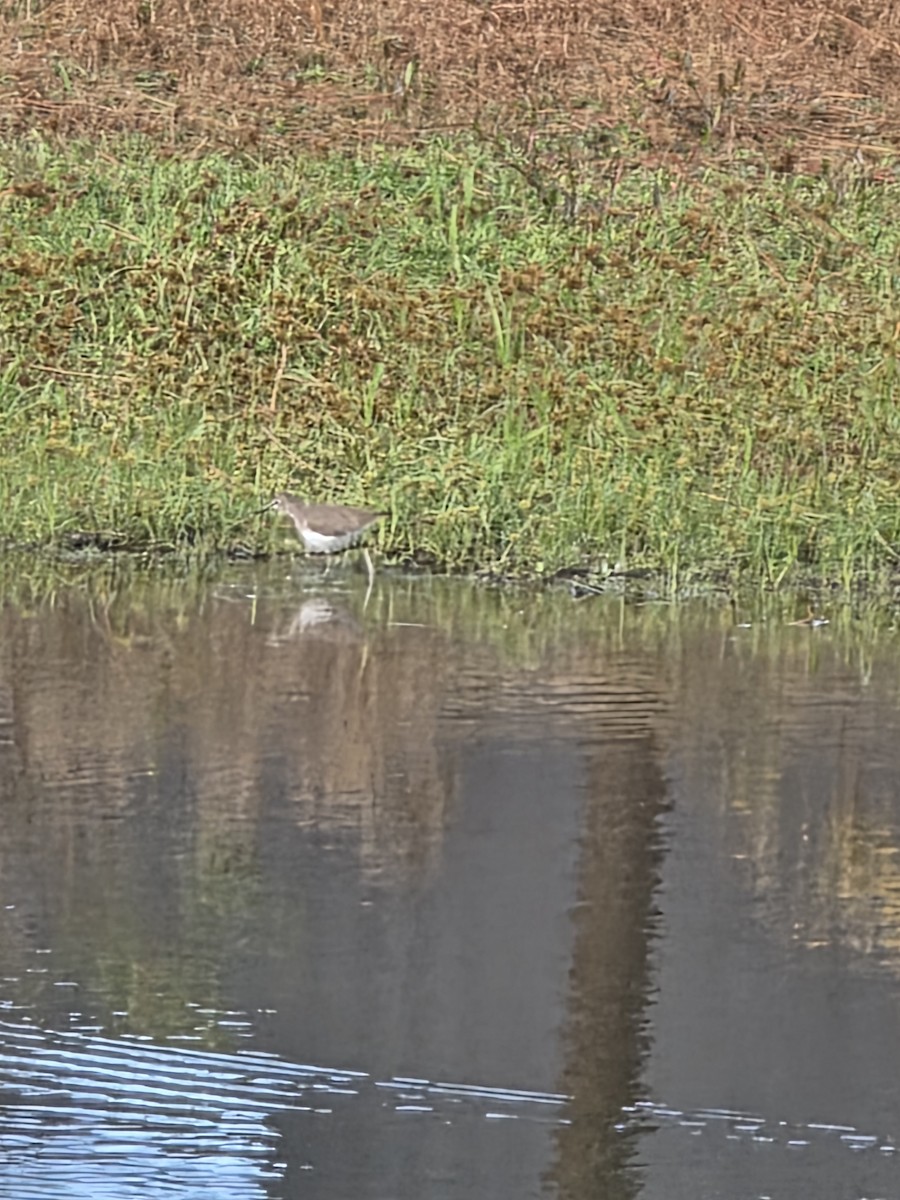 Kuliska bakartia - ML646263317