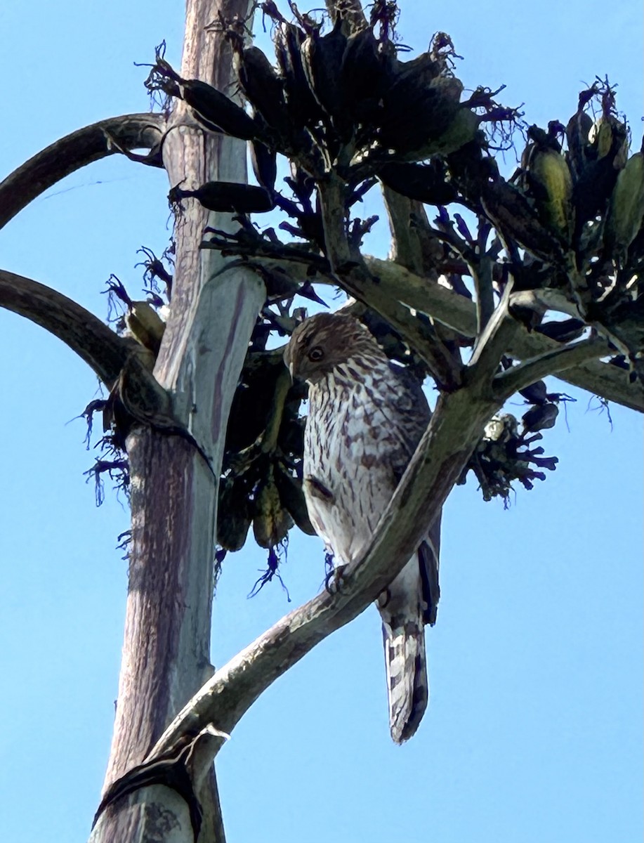 Cooper's Hawk - ML646263319